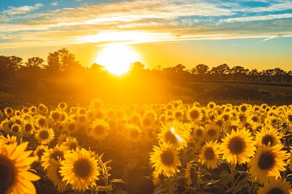 fleur de tournesol