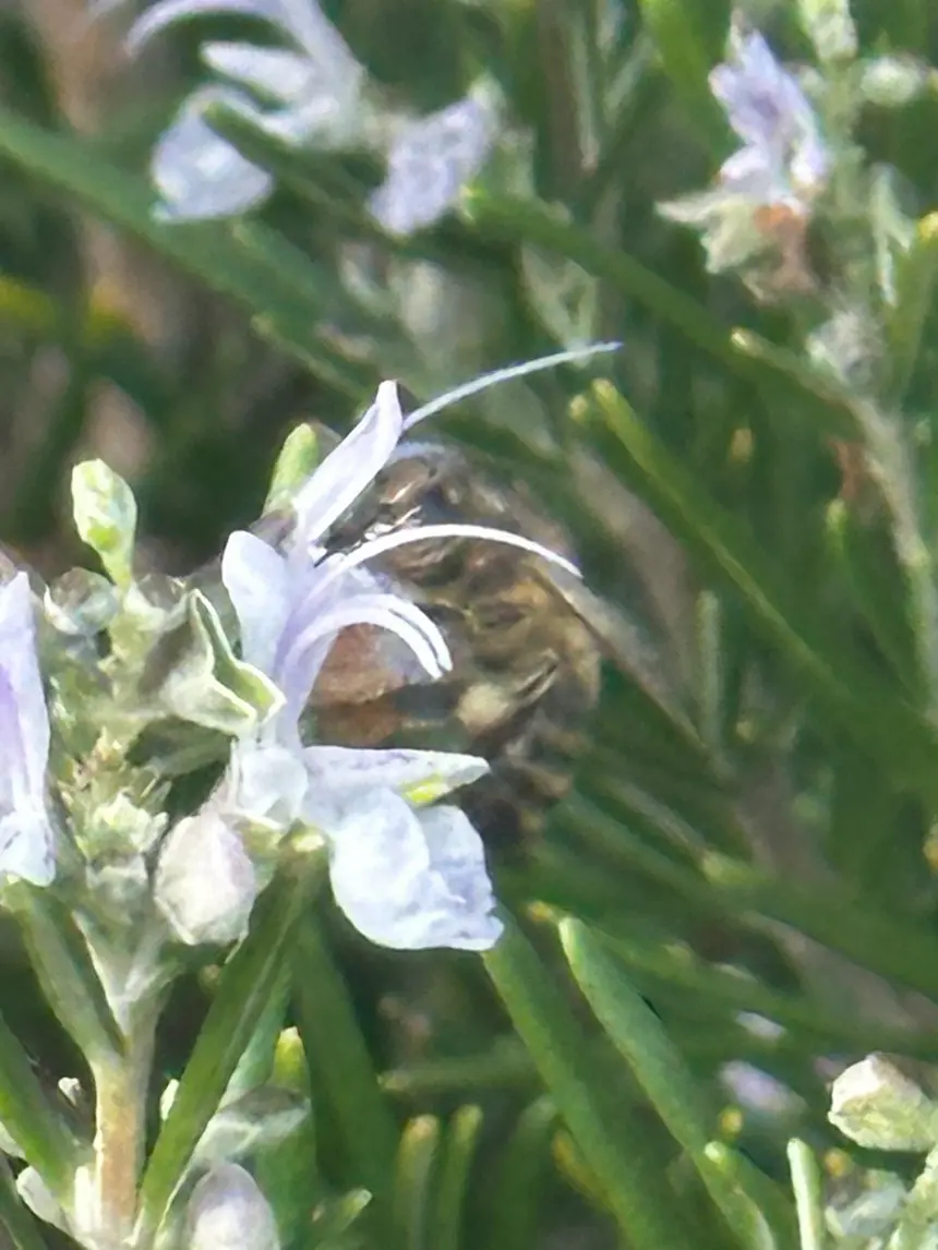 abeille dans fleur de romarin