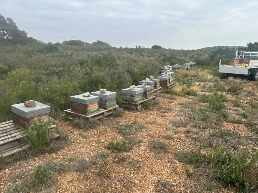 ruches sur zone de production miel de romarin chez miellerie senegas