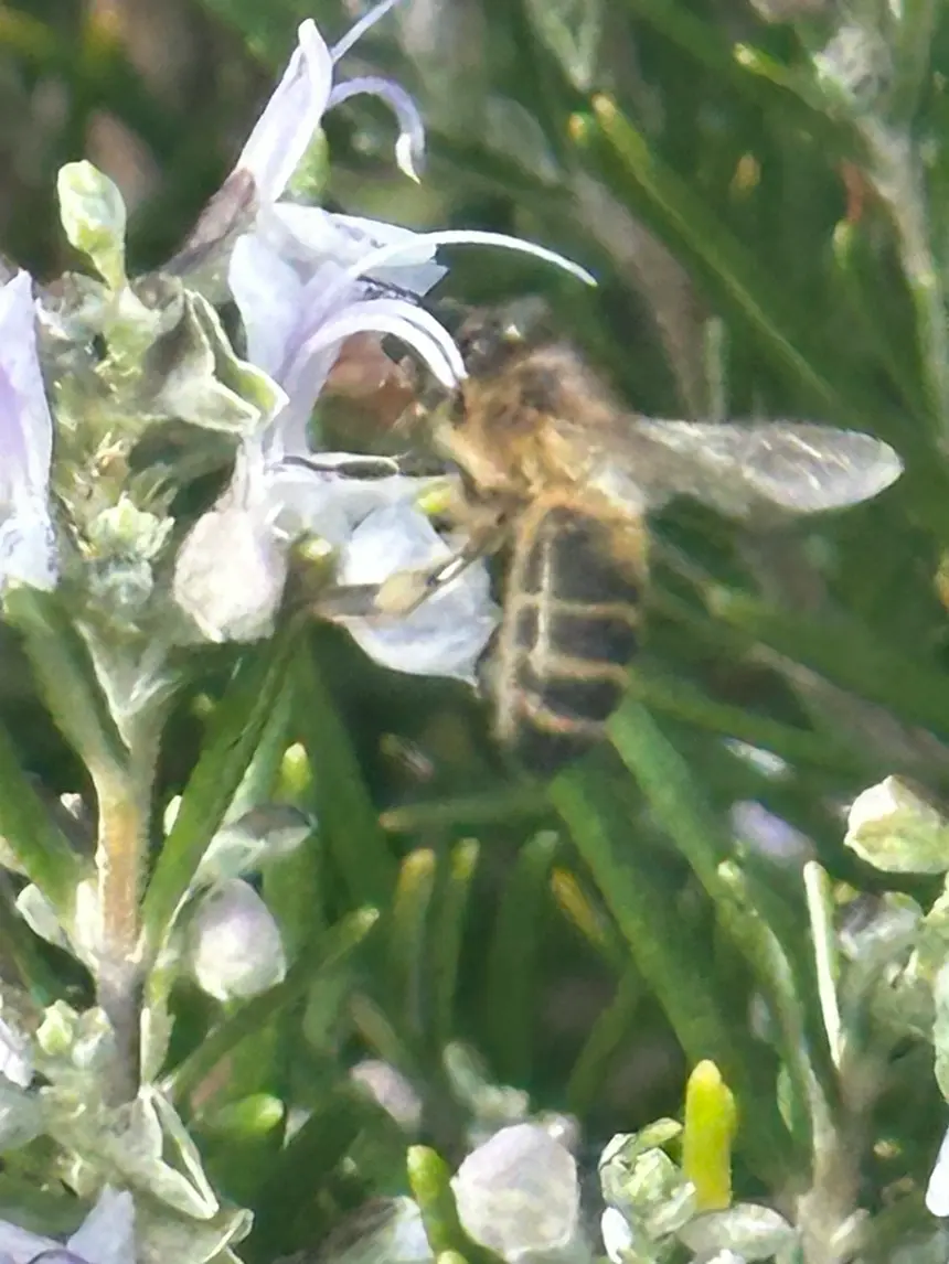 Abeille sur fleur de romarin