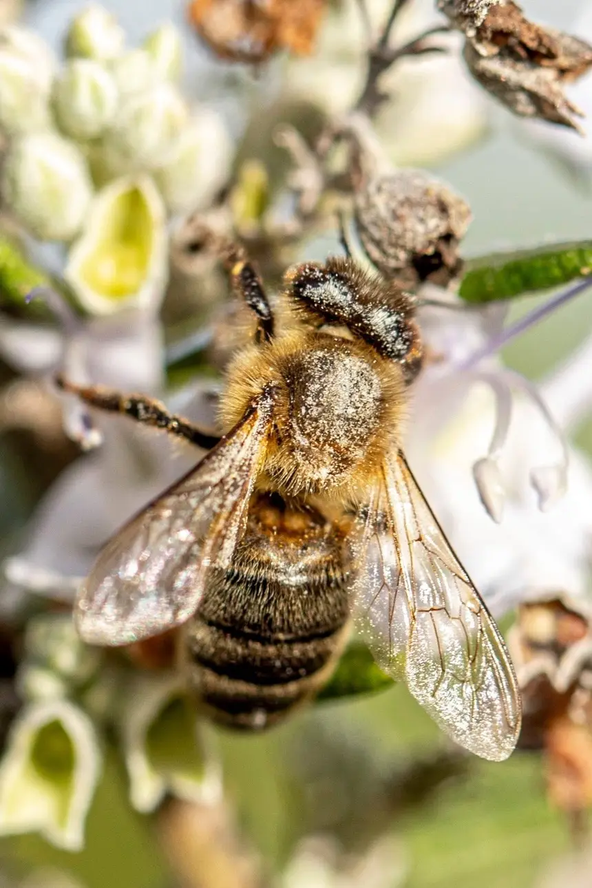 Apis mellifera