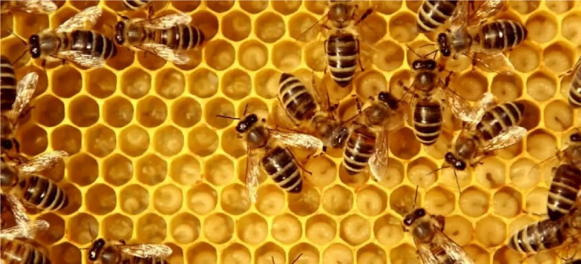 alvéole en cire alvéole d'abeille avec couvain