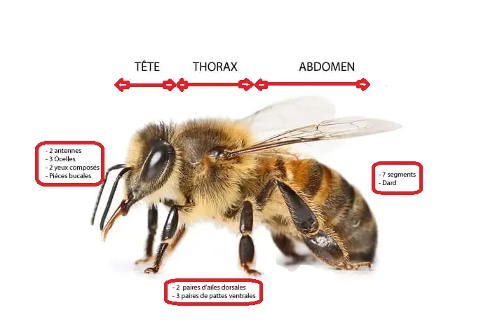 biologie abeille