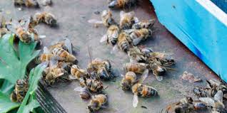 Mortalité des abeille