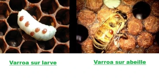 Varroa sur larve abeille