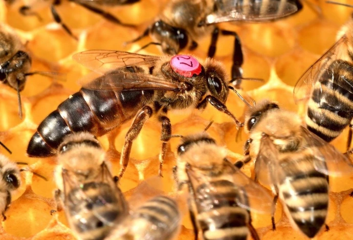 Reine abeille Carnica