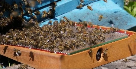 BeeWhisper®