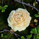 Bougie pivoine en cire abeille.webp
