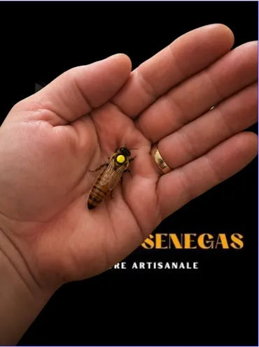 Buckfast miellerie Senegas.webp