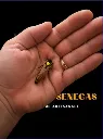 Buckfast miellerie Senegas.webp