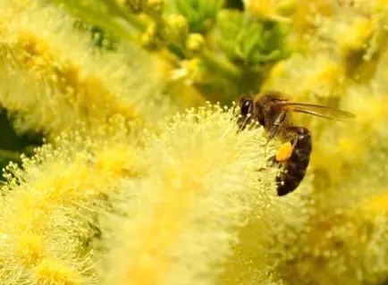 abeille sur fleur de châtaignier.webp