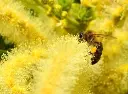 abeille sur fleur de châtaignier.webp