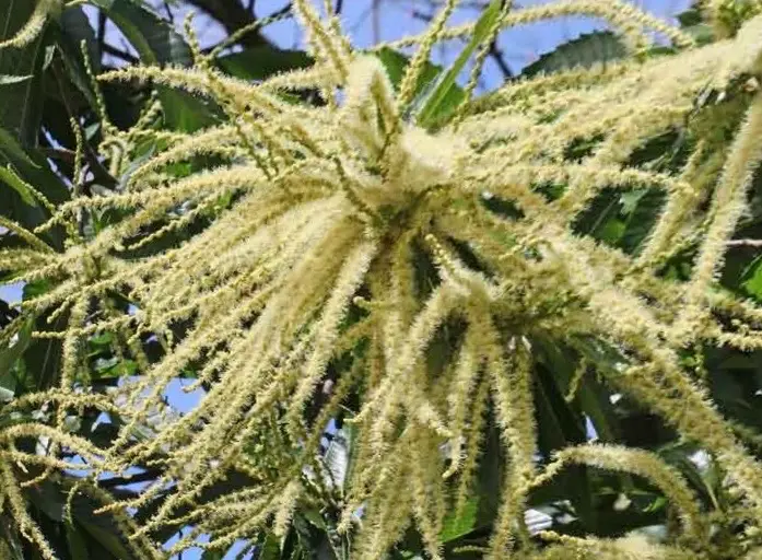 floraison du chataignier.webp