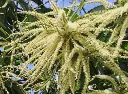 floraison du chataignier.webp