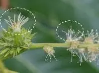 Fleur châtaignier femelle.webp