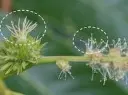 Fleur châtaignier femelle.webp