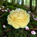 Bougie fleur de pivoine