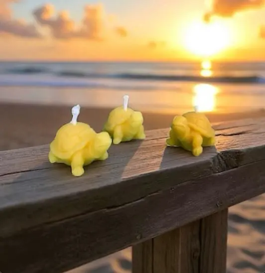 Bougie Tortue (Cire naturelle)